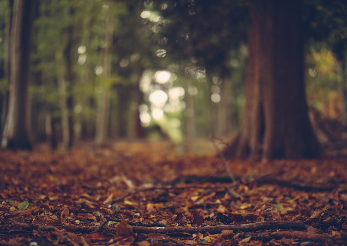 Brown and orange leaves cover the ground between trees in a woodland. Illustrative photo for this preview activity.