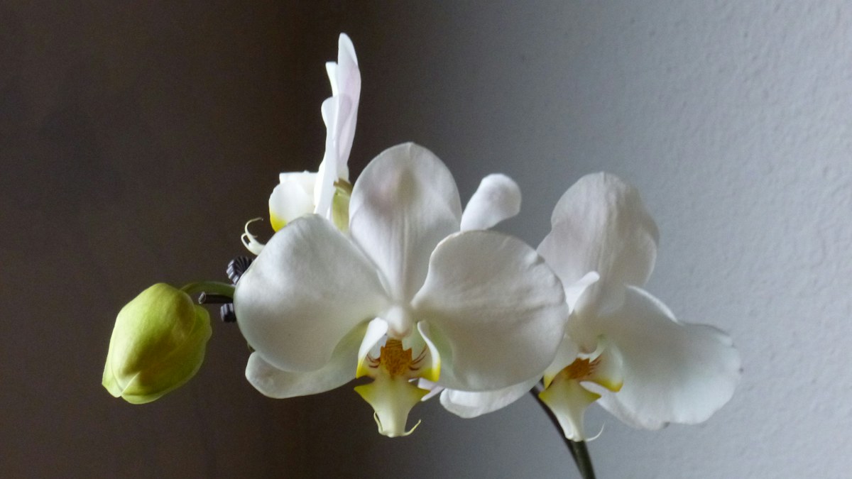 White orchid blooms and a bud against a textured wall. Illustrative photograph, not an image of the specific event or discovery reported.