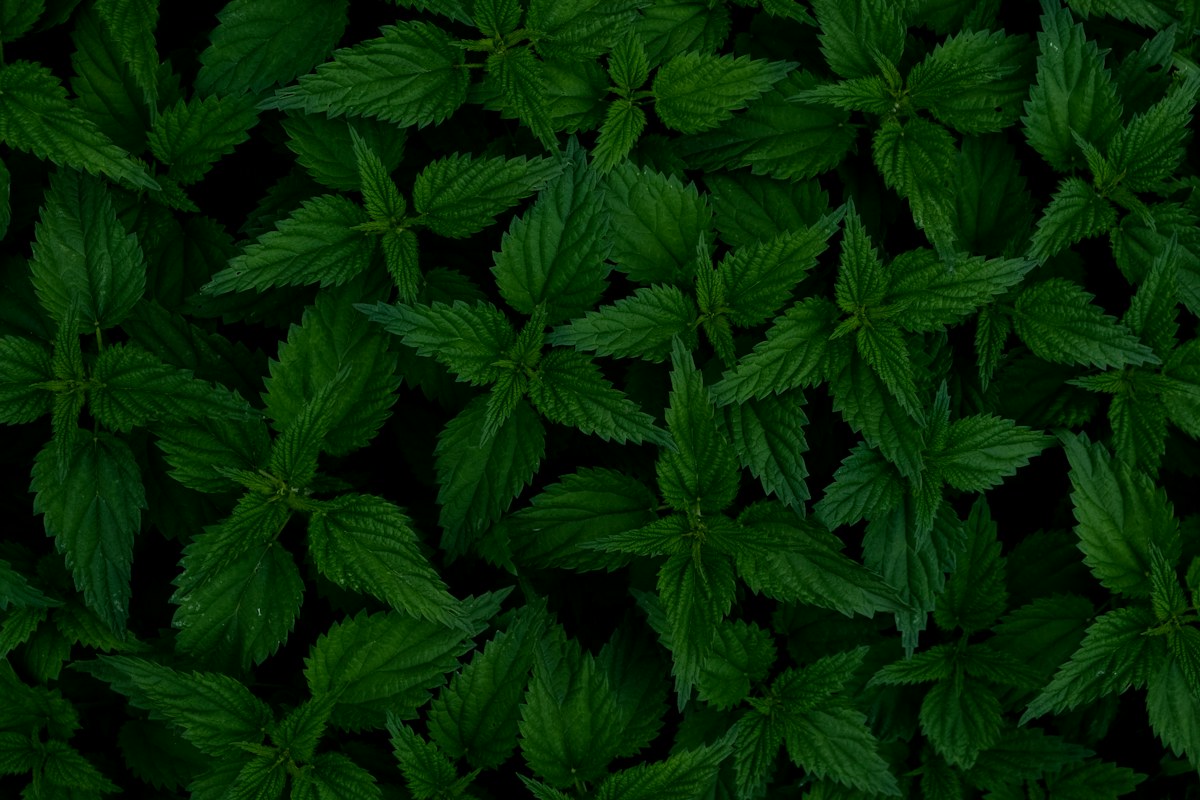 The rich green leaves of a growing plant. Illustrative photograph, not an image of the specific event or discovery reported.