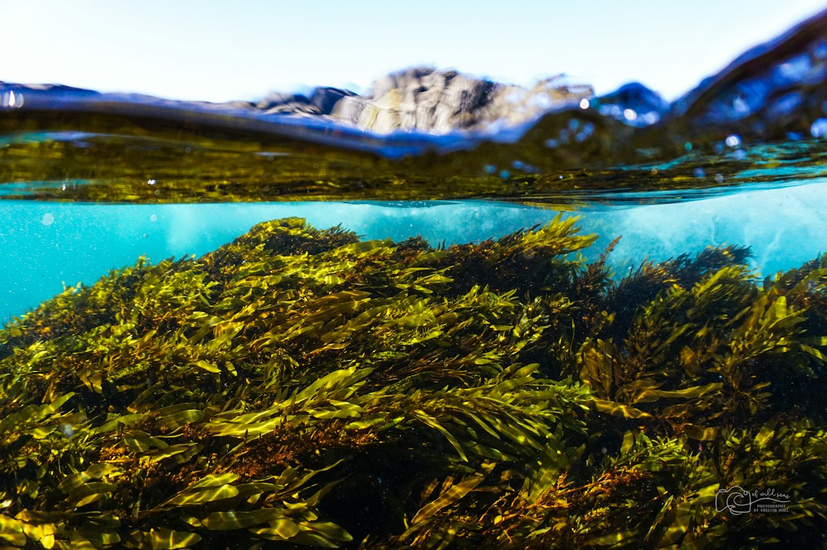 Sunlight filters through underwater kelp. Illustrative photograph, not an image of the specific event or discovery reported.