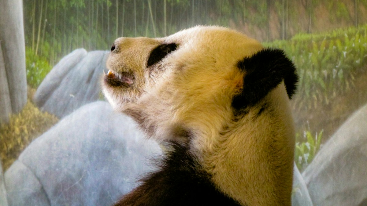 A giant panda resting in its enclosure. Illustrative photograph, not an image of the specific event or discovery reported.